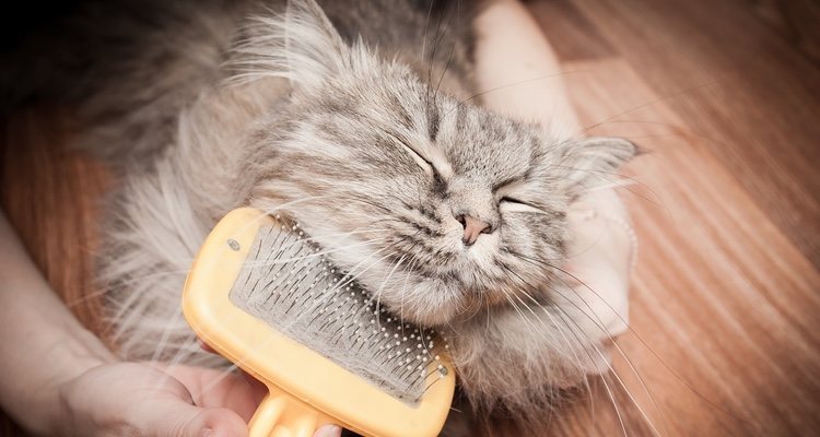 It is important to use brushes correctly so as not to harm your pet.