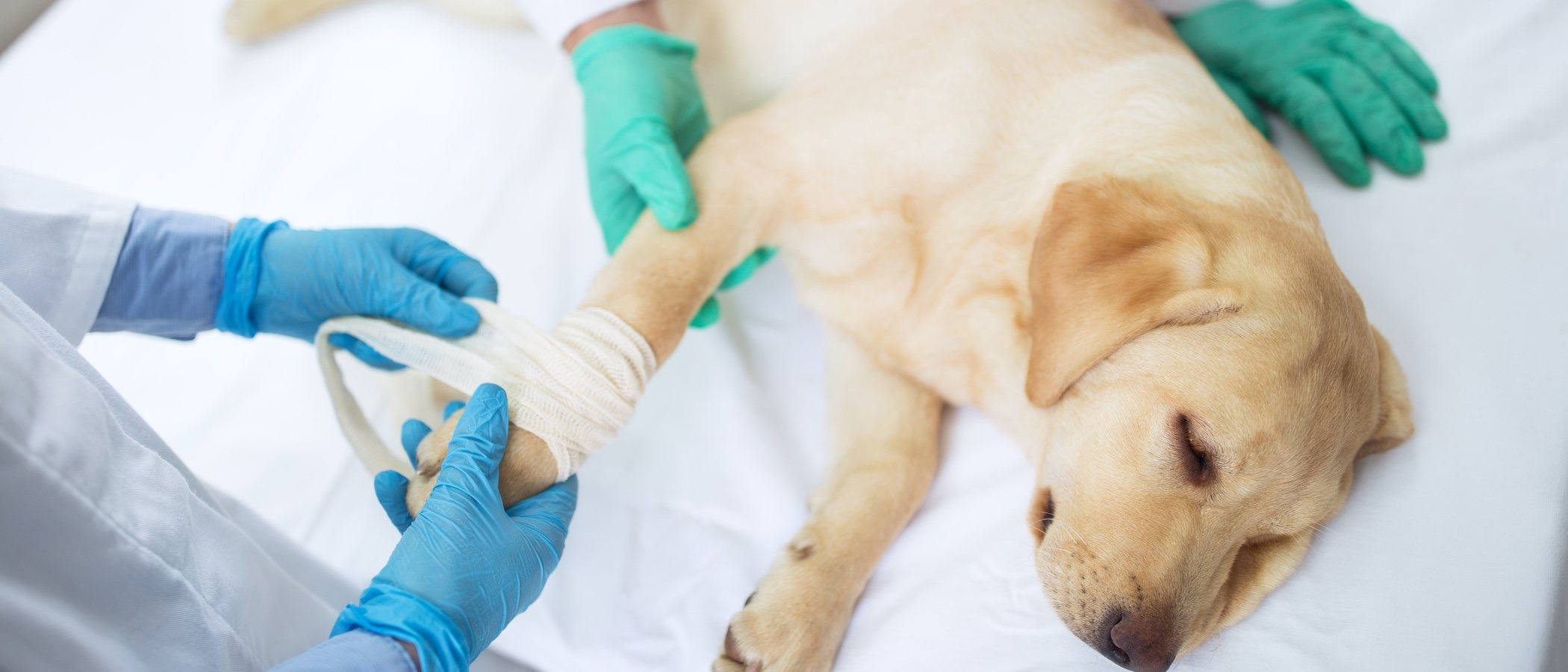 Infarto o paro cardiaco en perros: cómo detectarlo