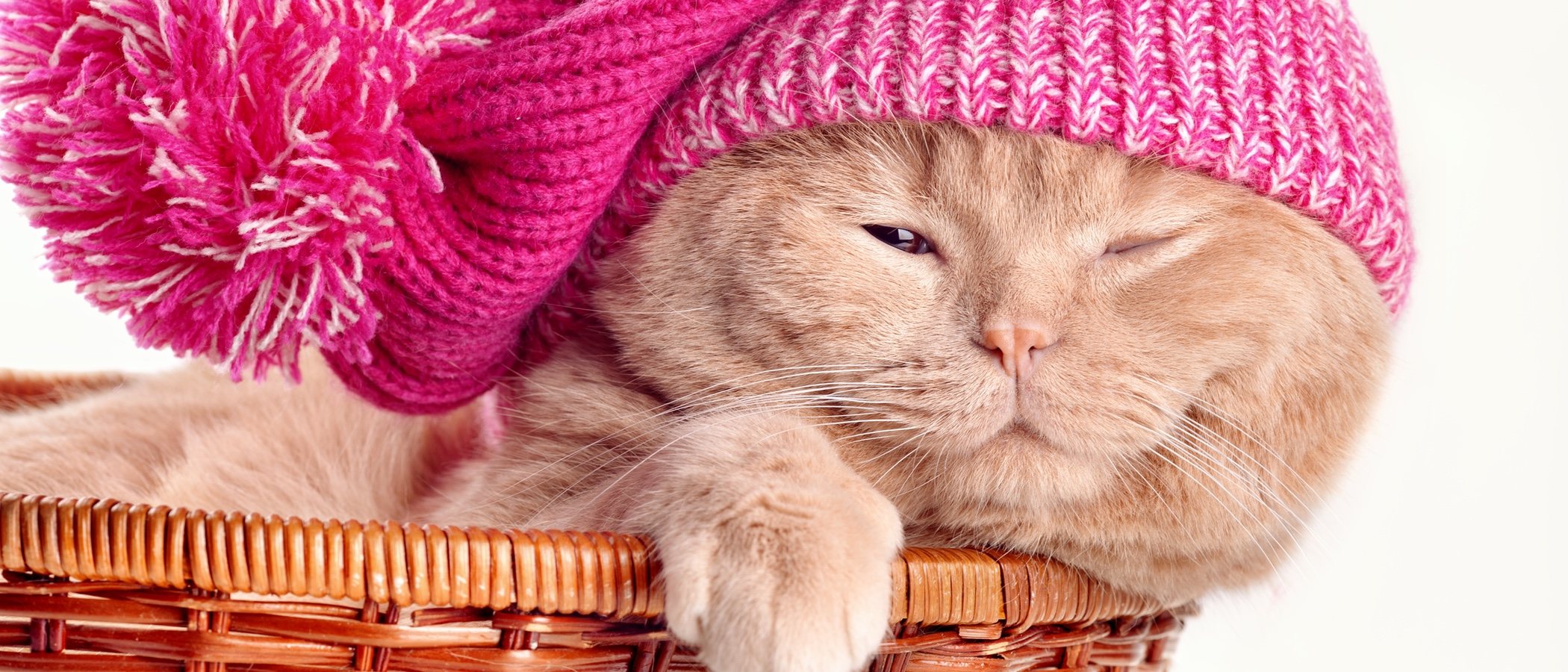 Hipotermia en gatos: aprende a detectarla y ponerle remedio