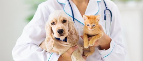 Curar quemaduras en perros y gatos: trucos y consejos