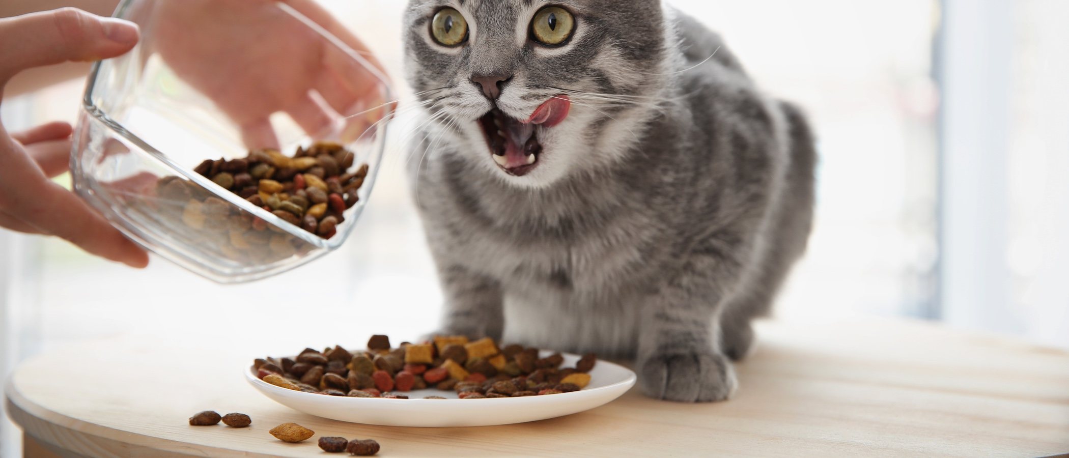 Errores en la alimentación de los gatos