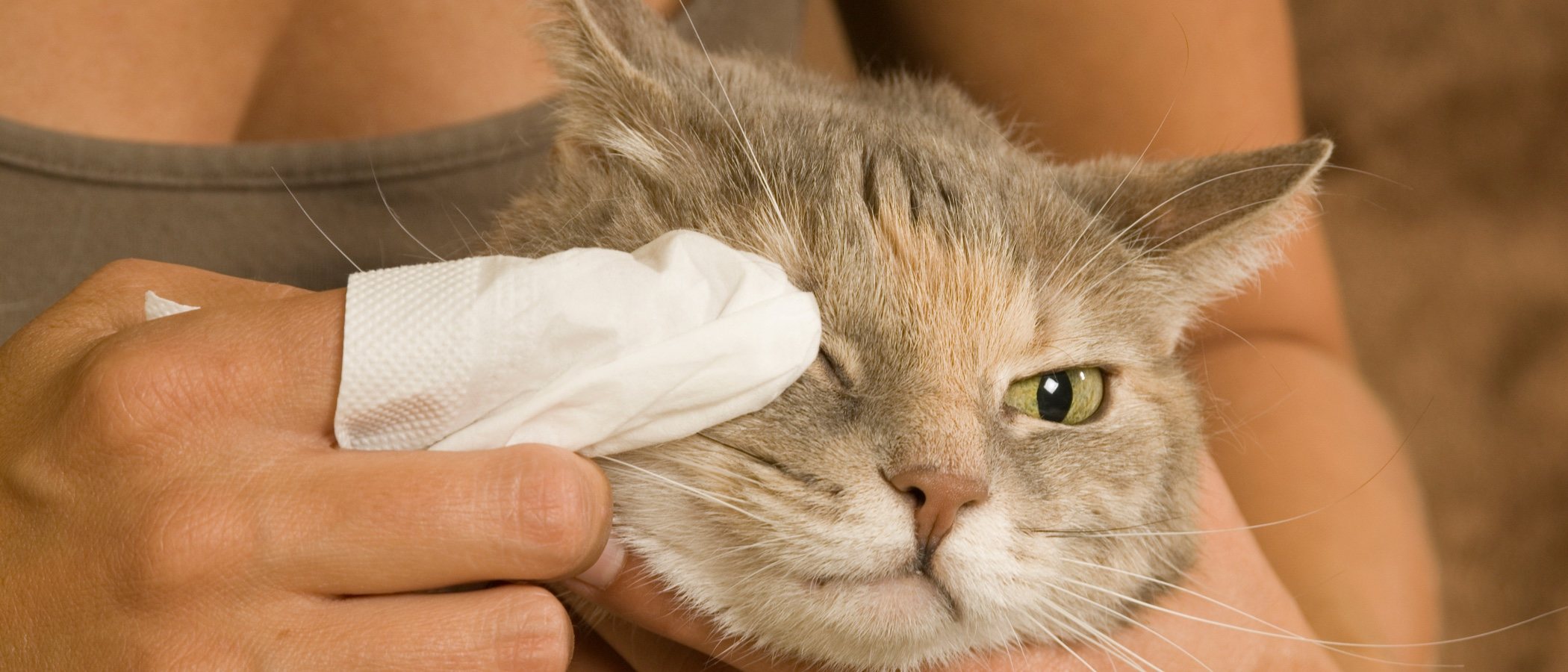 Ojos rojos en gatos: causas y soluciones
