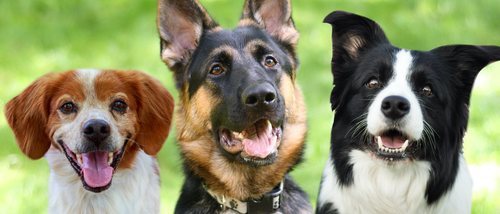 Las 10 razas de perro más fieles y leales