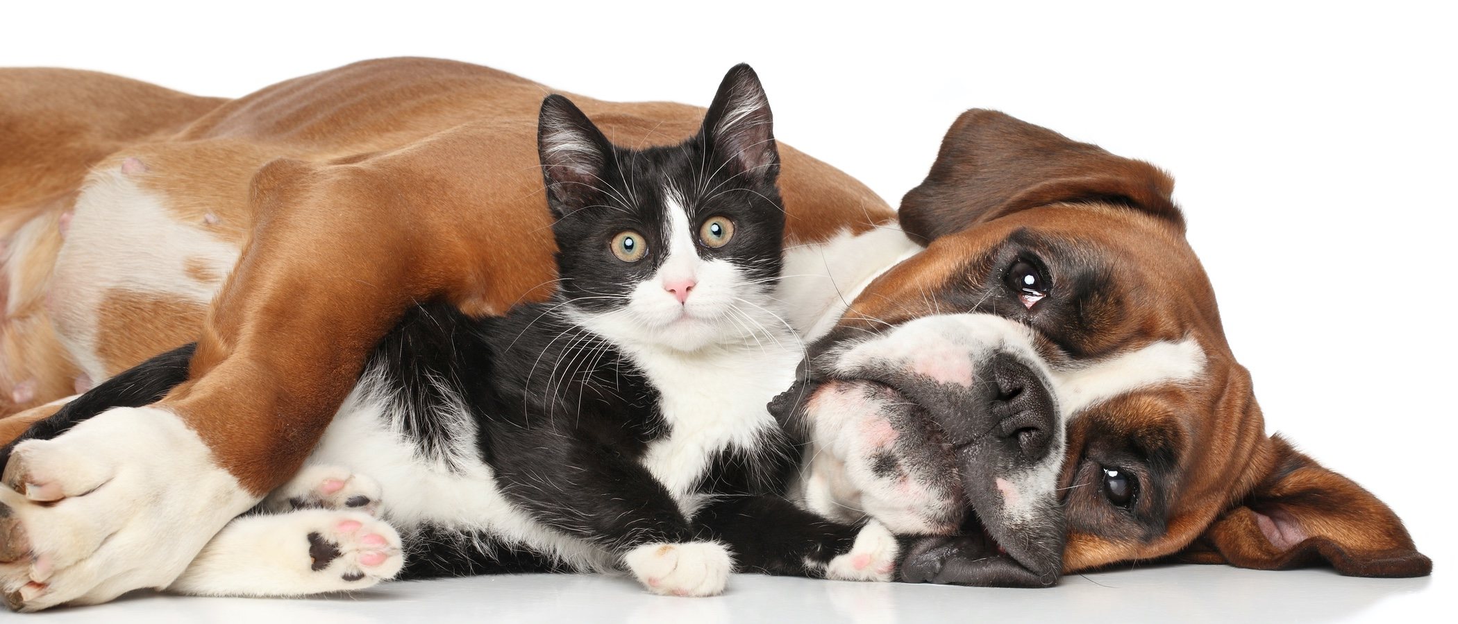 Perros y gatos senior: todo lo que necesitas saber sobre sus cuidados