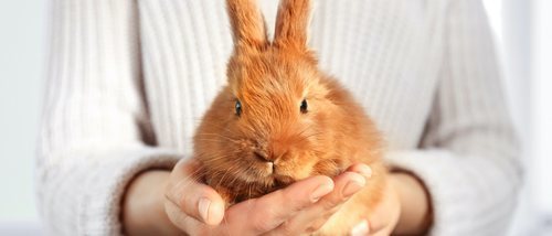 Mi conejo se ha arrancado una uña, ¿qué puedo hacer?