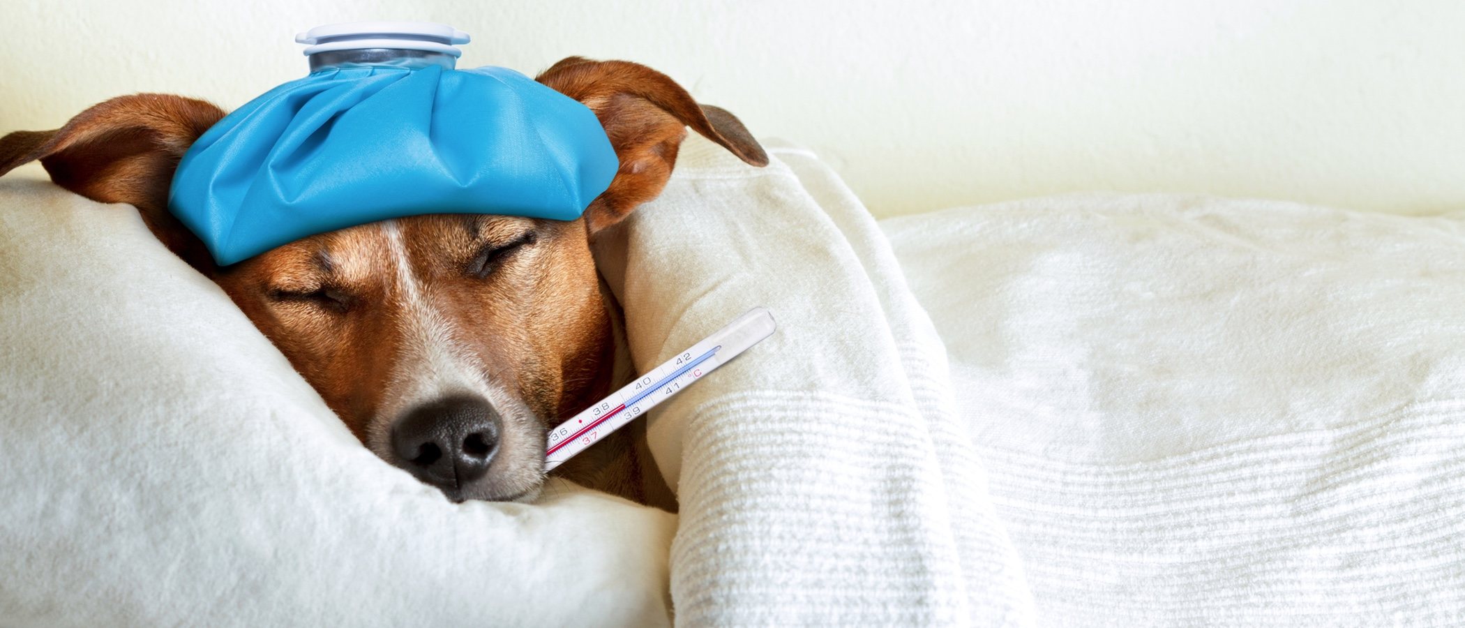Peritonitis en perros: lo que necesitas saber