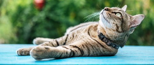 Síncope en gatos: todo lo que necesitas saber