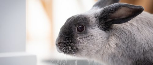 Heces de los conejos: tipos y aspectos a tener en cuenta