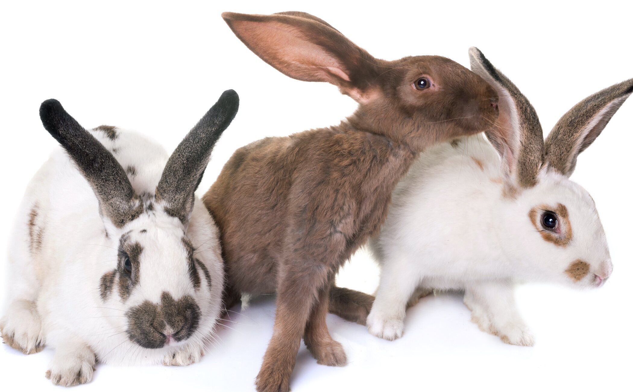 7 razas de conejos gigantes: enormes y sorprendentes
