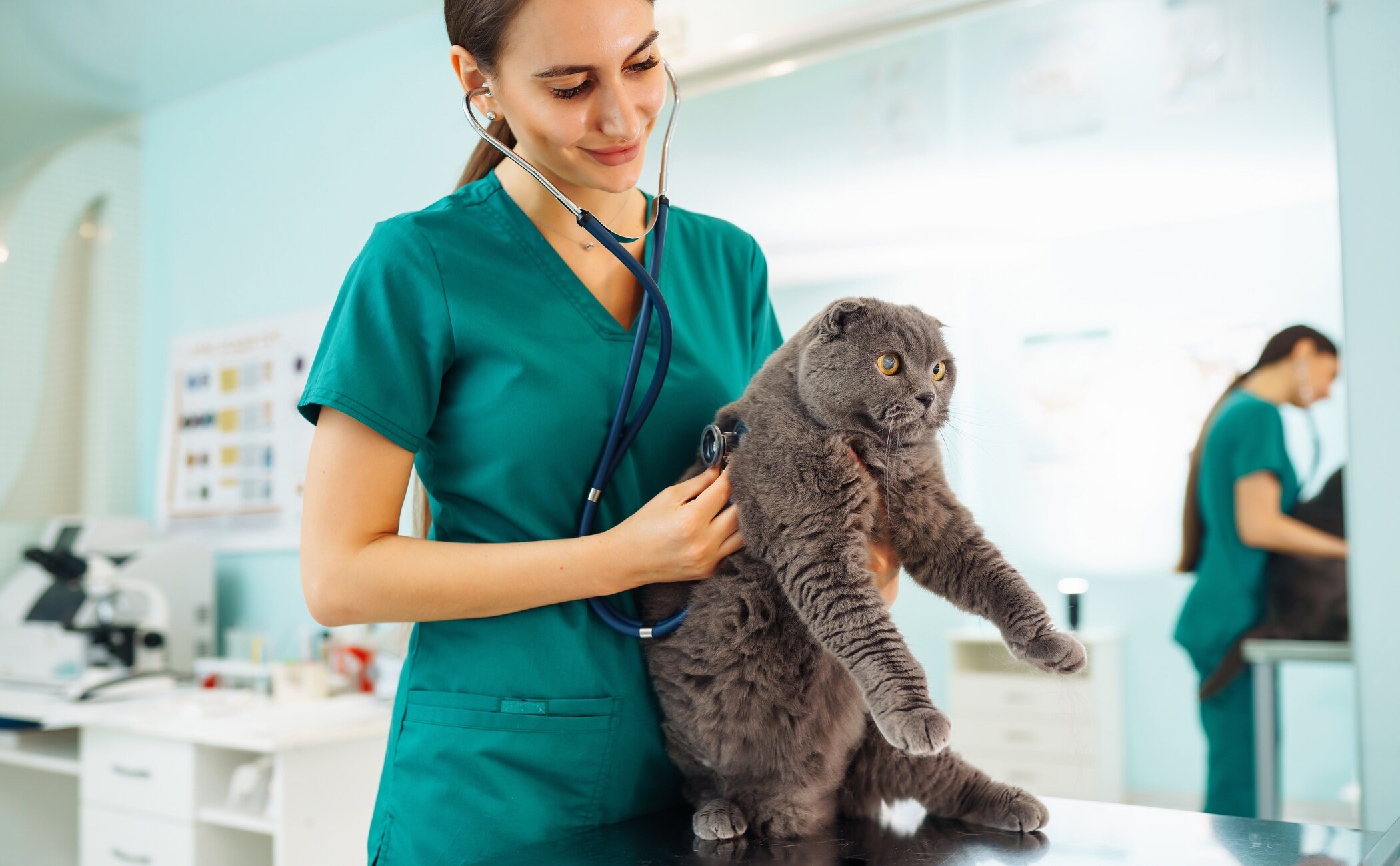 Por qué los gatos van poco al veterinario