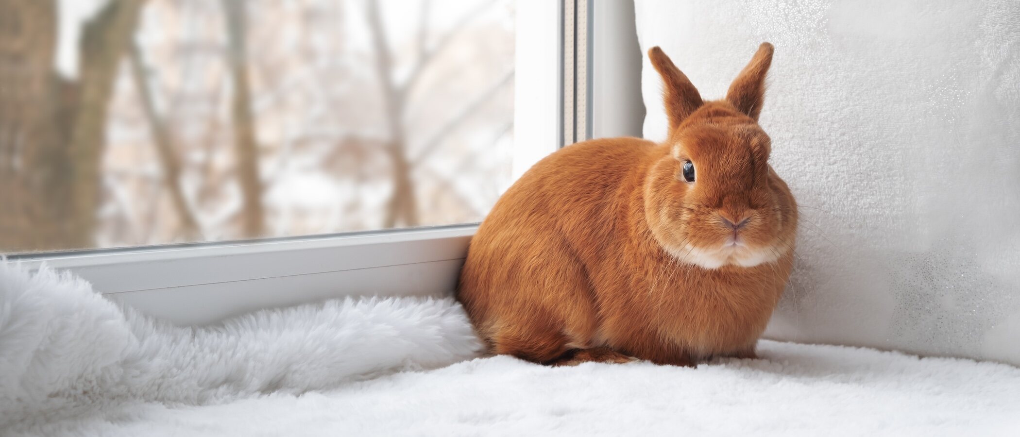 La respiración de los conejos: todo lo que debes saber
