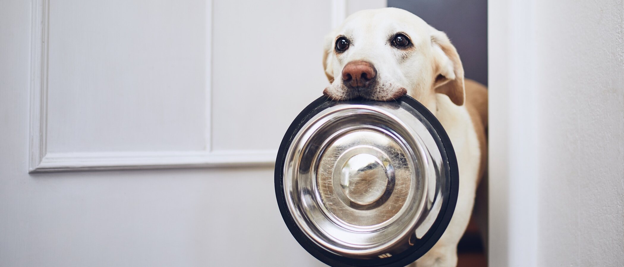 Resuelve tus dudas sobre la dieta BARF: beneficios, problemas de salud y edad del perro
