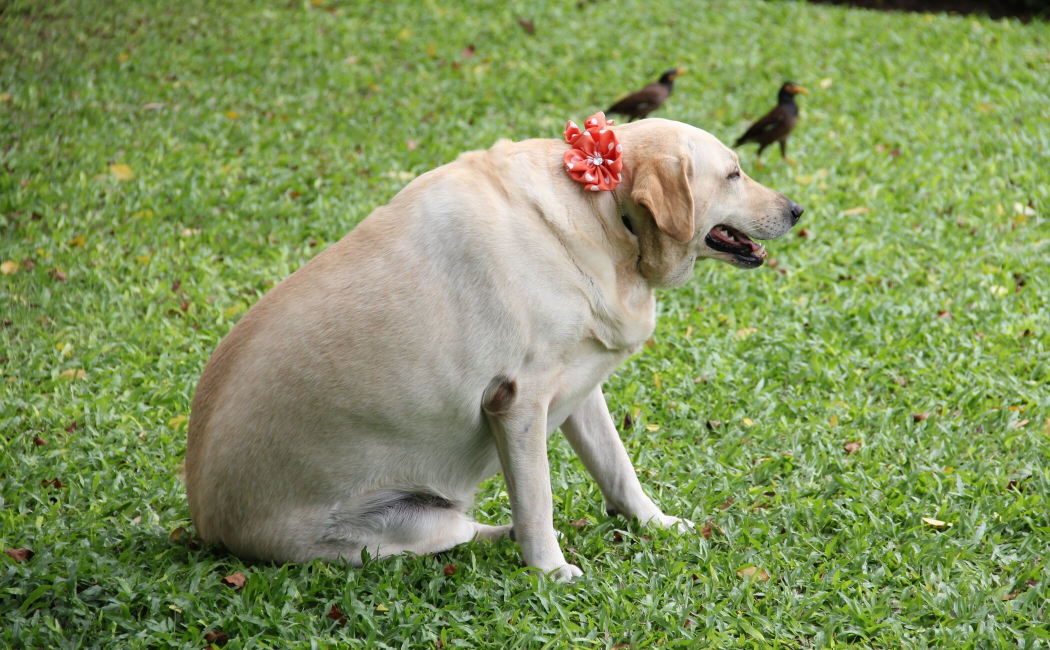 Cómo se identifica la delgadez o el sobrepeso preocupante en perros y gatos