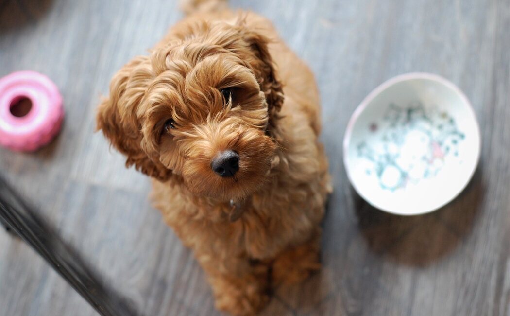 Labradoodle: raza de perro