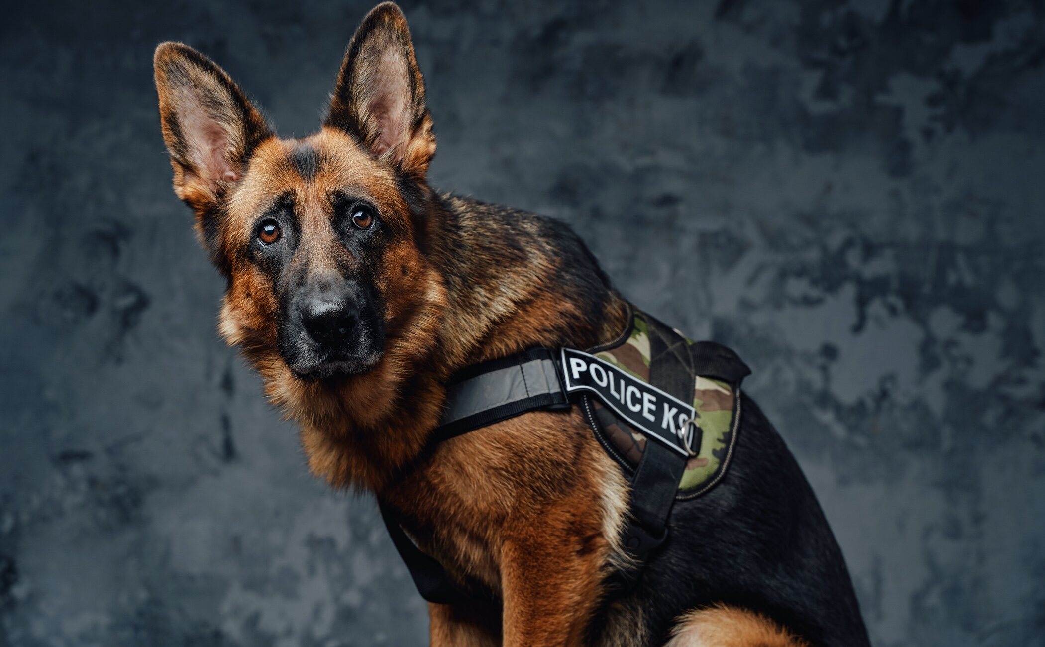 Adoptar un perro policía: ofrece tu hogar a un héroe jubilado