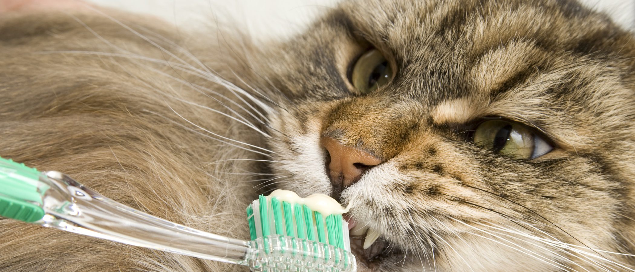 Cómo limpiar los dientes de tu gato