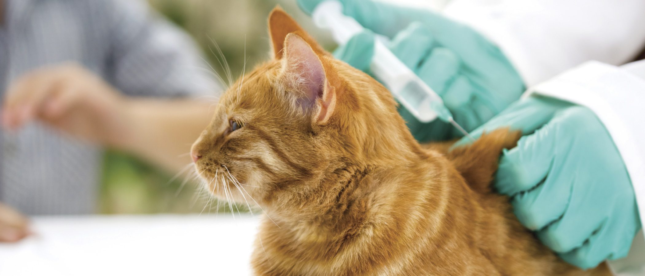 ¿Cómo y cuándo debo vacunar a mi gato?