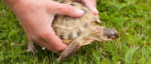 Cómo saber la edad de tu tortuga