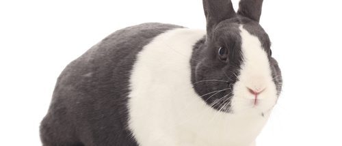 Mi conejo muerde los cables: cómo evitarlo