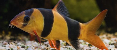 Tipos de peces que no pueden vivir en un acuario