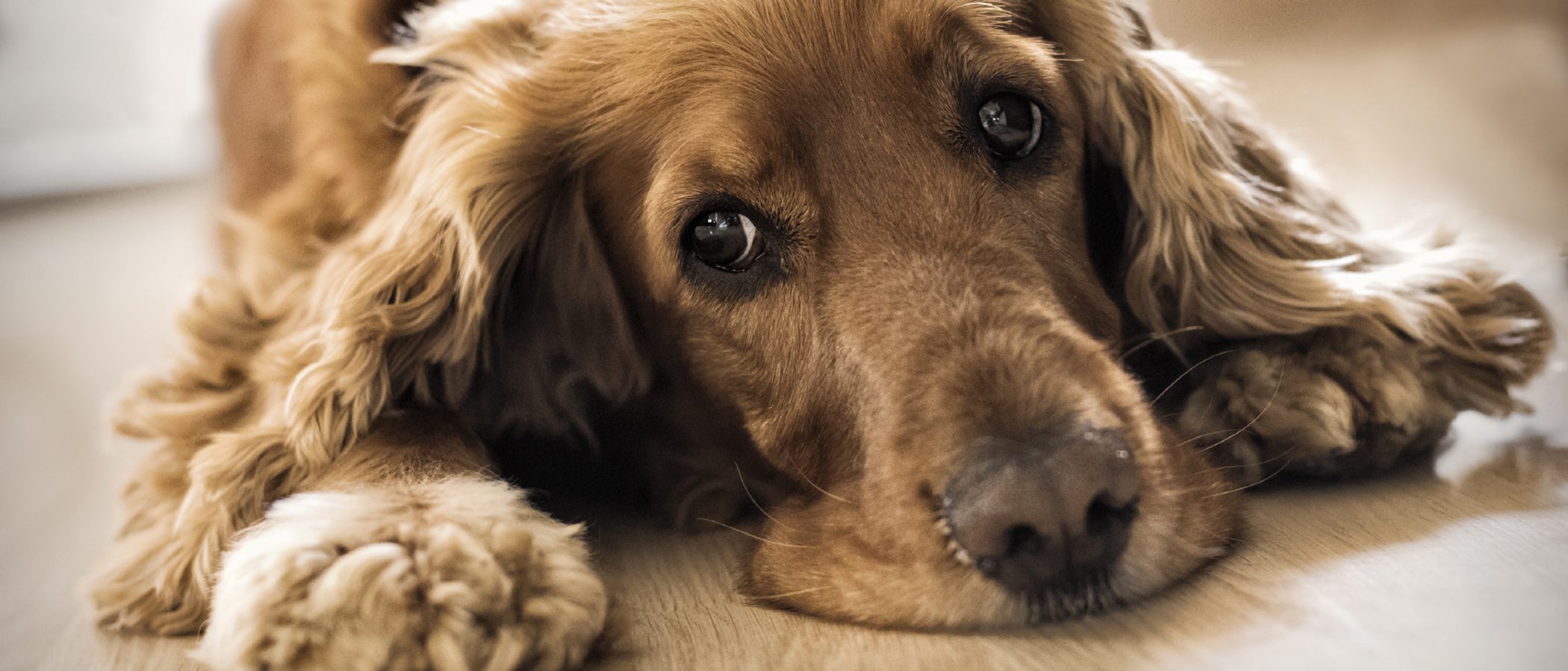 Depresión en los perros: Cómo saber si nuestra mascota está triste