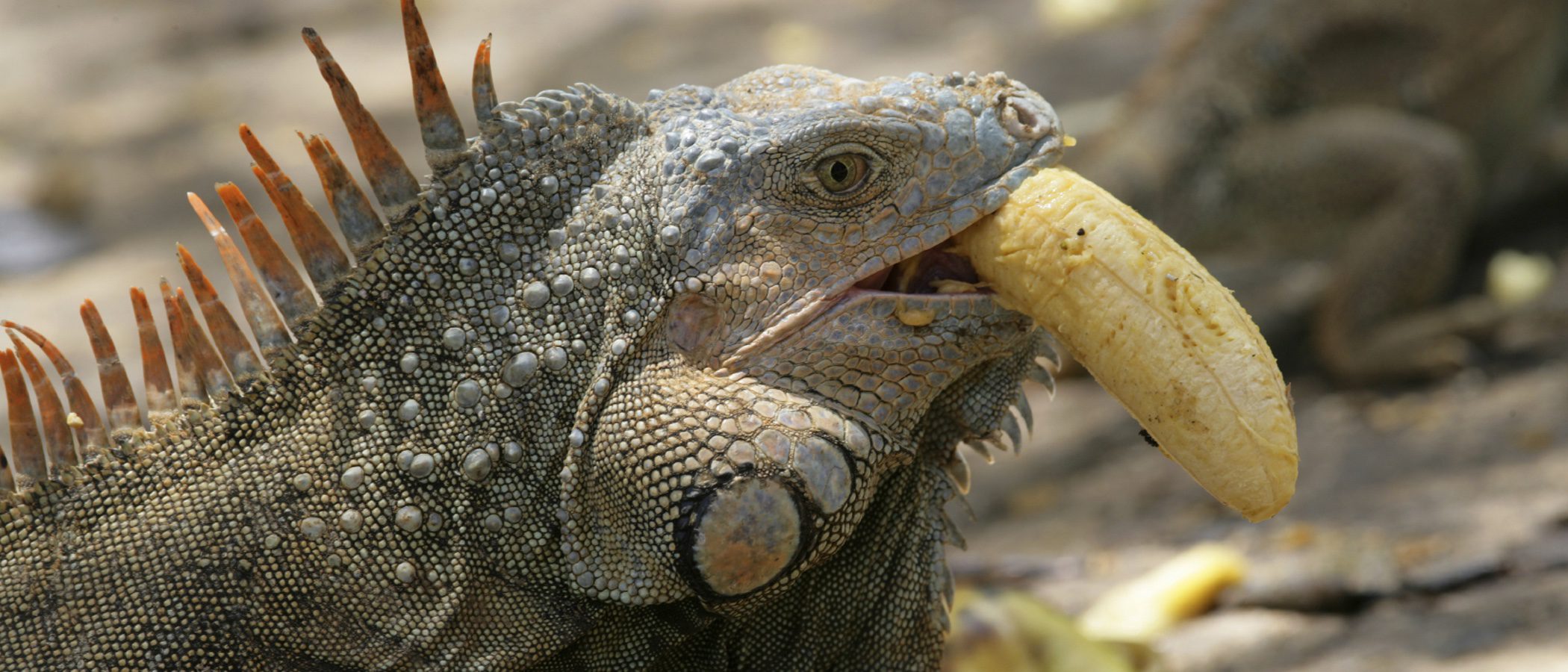 Alimenta a tu iguana correctamente