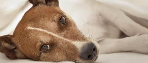 La Filariosis en perros: Síntomas y tratamiento