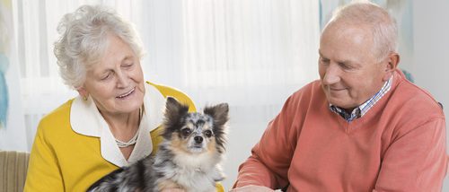 Razas de perros adecuadas para vivir con gente mayor
