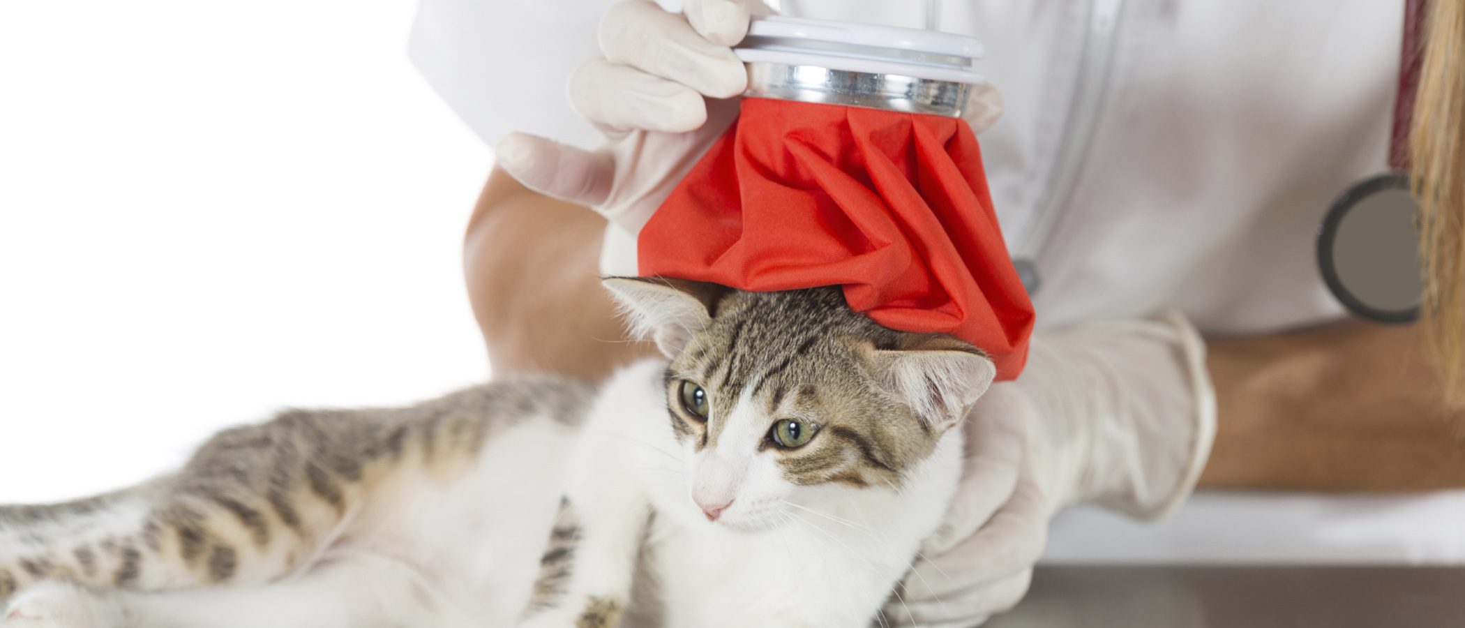 ¿Los gatos pueden tener gripe?