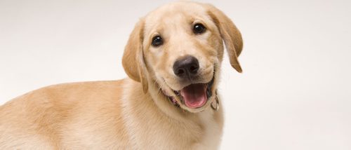 Tener como mascota un perro Labrador Retriever: Cuidados y características