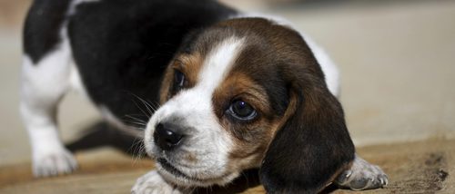 Características y cuidados del Beagle, un perro cazador y bello