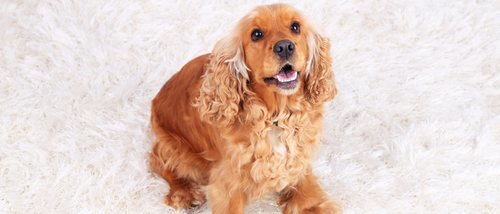 Tener un Cocker como mascota: características y cuidados del perro