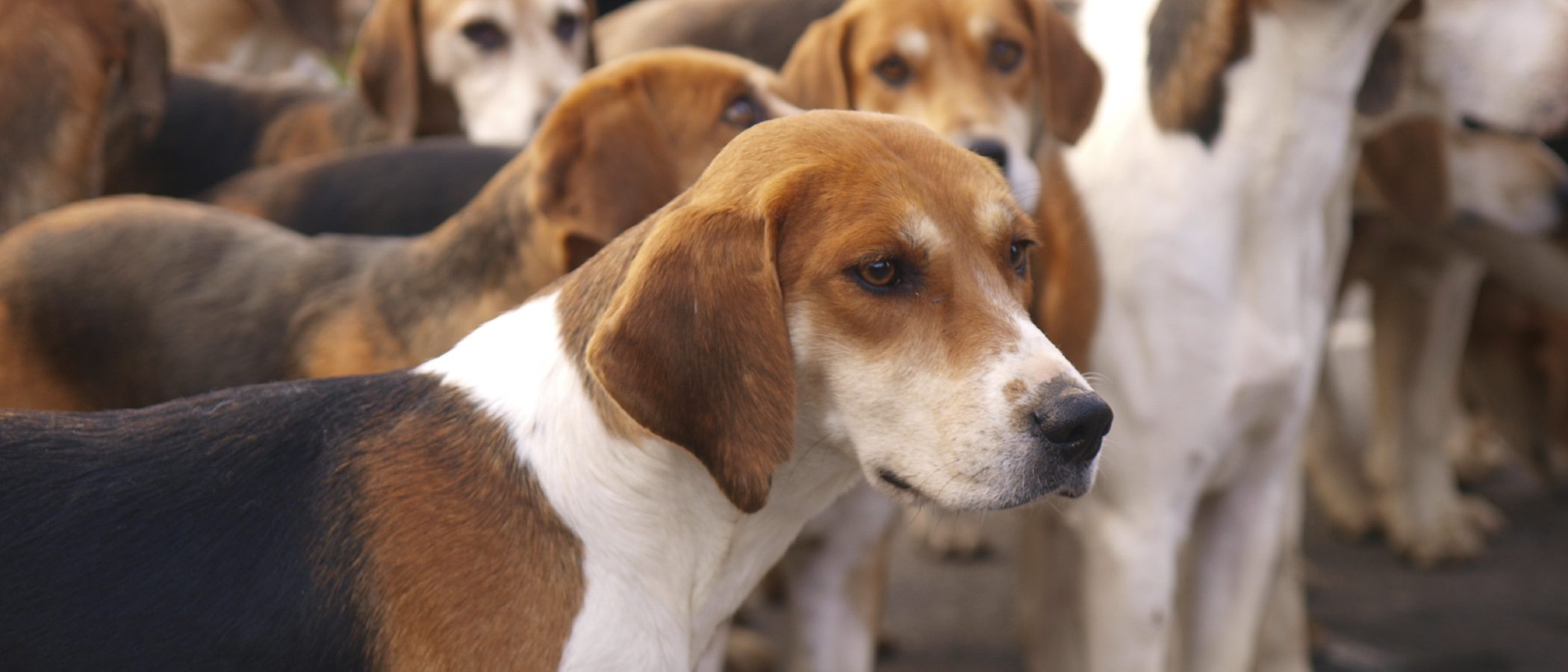 Razas de perros: Diferencias y semejanzas entre los Beagle y los Foxhound