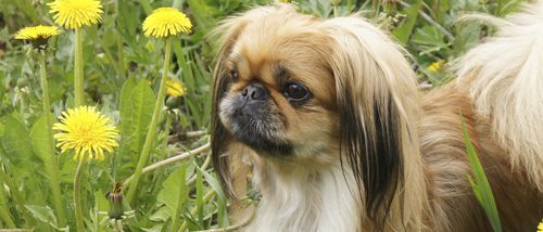 Perro pekinés: cuidados y características de esta mascota
