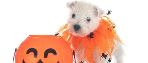 Disfraza a tu perro para Halloween