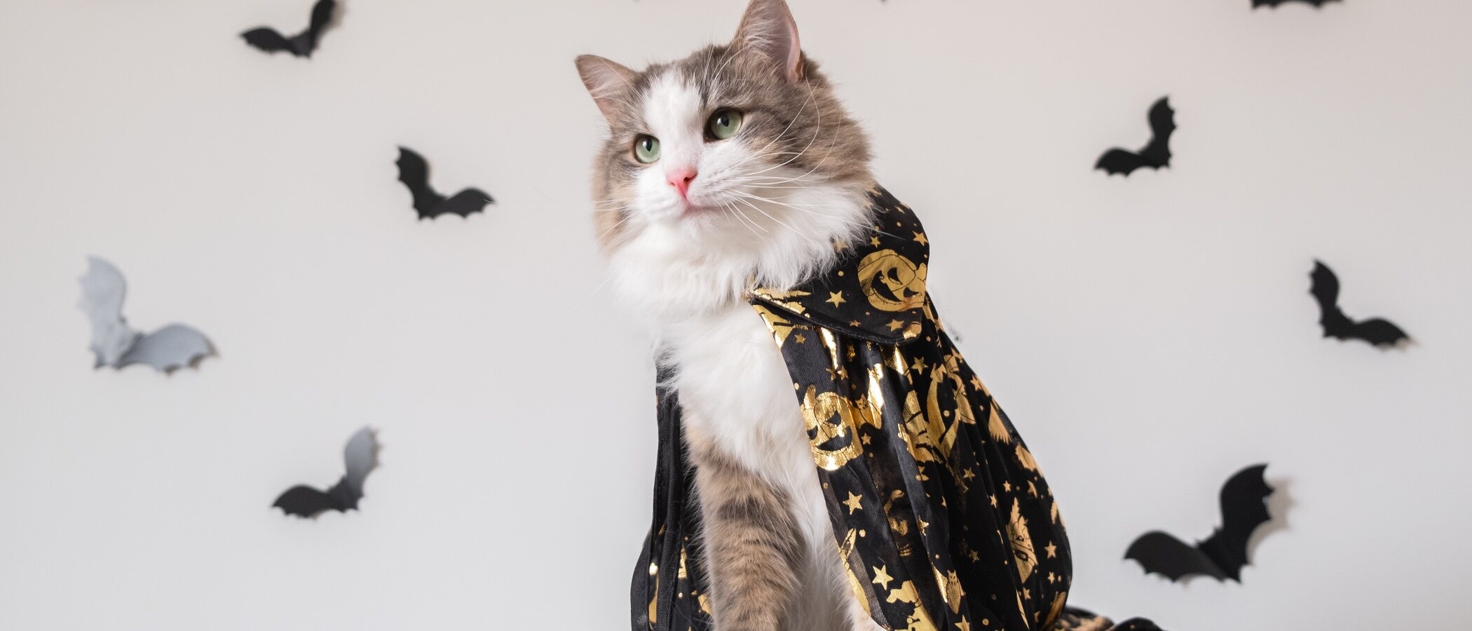 lavanda Anestésico reflejar Disfraza a tu gato para Halloween - Bekia Mascotas