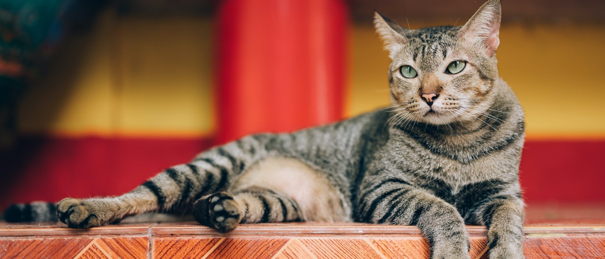 Problemas felinos: ¿qué son las feromonas?