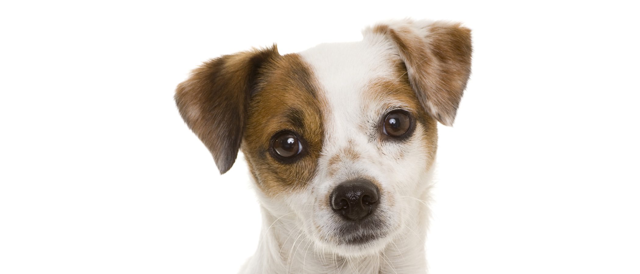 Razas de perros: bodeguero andaluz - Mascotas