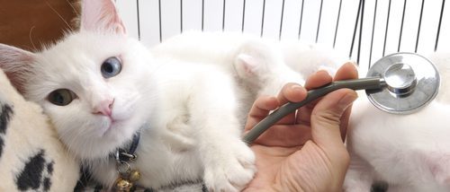 Enfermedades de gatos: Virus de Inmunodeficiencia felina (VIF)