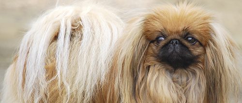 Pequinés: razas de perros