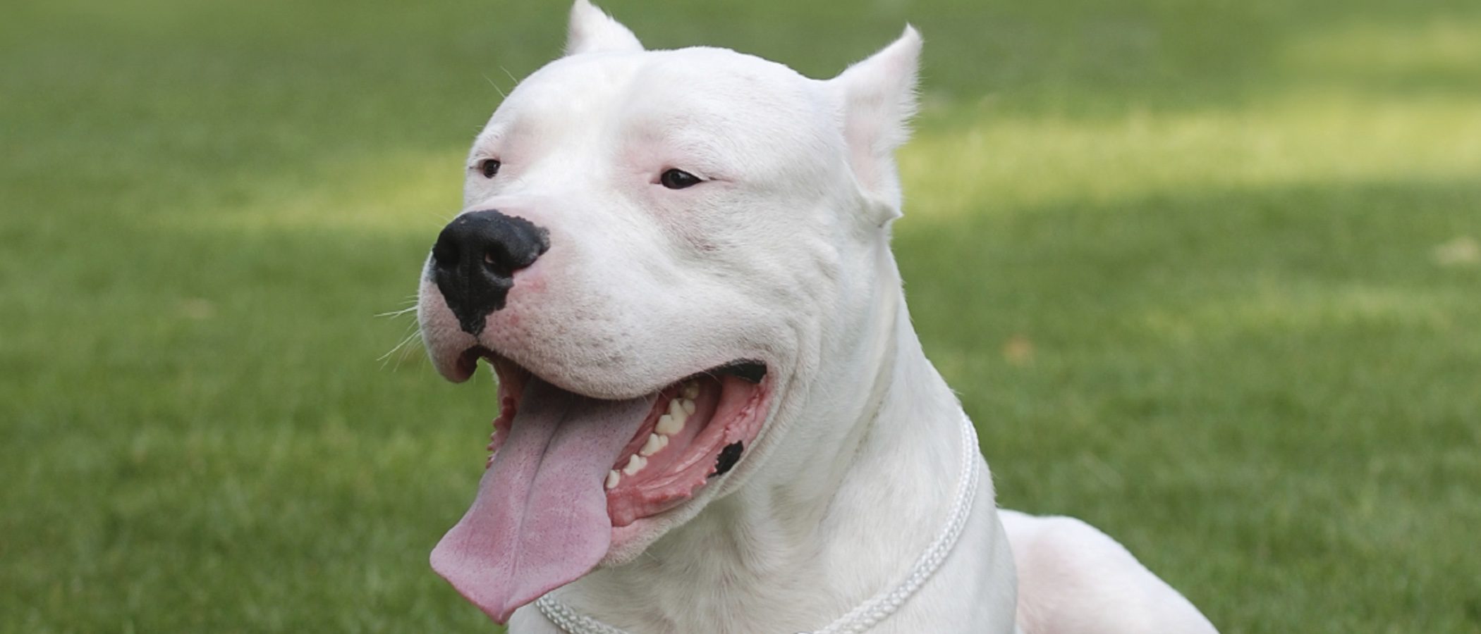 Dogo Argentino: Razas de Perros