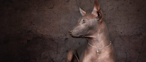 Xoloitzcuintli: Razas de perros