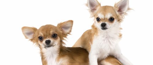 Chihuahua: razas de perros