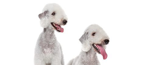 Bedlington: razas de perros