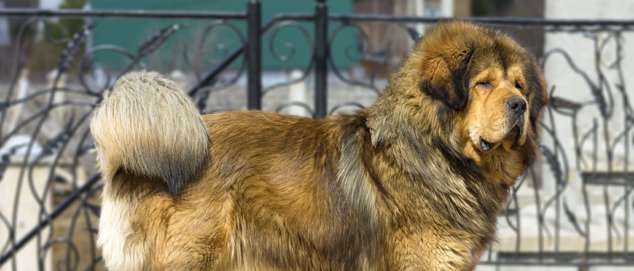 Mastín leonés: Razas de perros