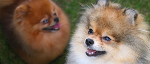 Pomerania: Razas de perros