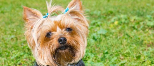 Yorkshire terrier: razas de perros