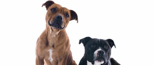 Pitbull: razas de perros