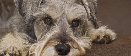 Schnauzer: razas de perros