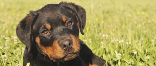 Rottweiler: Razas de perros